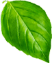 basil1